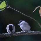 Gönnerhaft oder futterneidisch