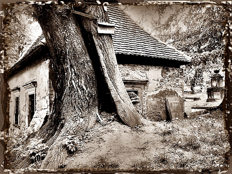 Görlitz - Nikolaifriedhof Mollerlinde und Gruftgebäude