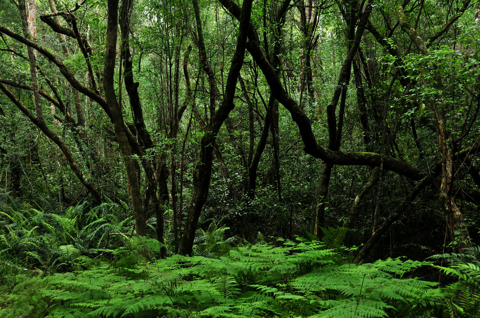 Goesa Trail (Tsitsikamma-Nationalpark)