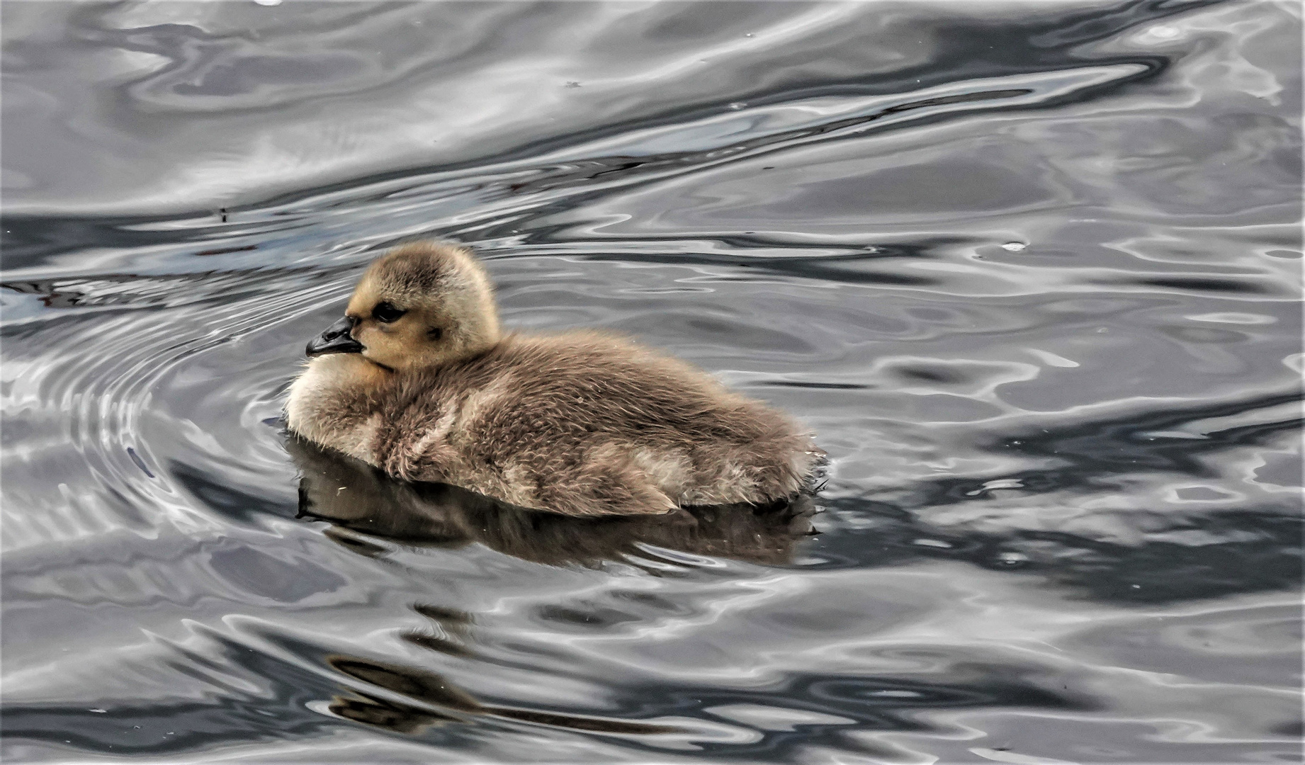 Gössel Foto & Bild natur, tiere, wildlife Bilder auf