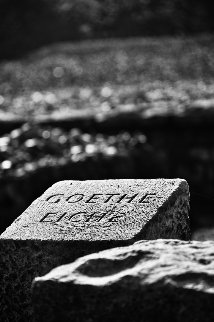 Goethe Eiche...