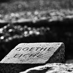 Goethe Eiche...