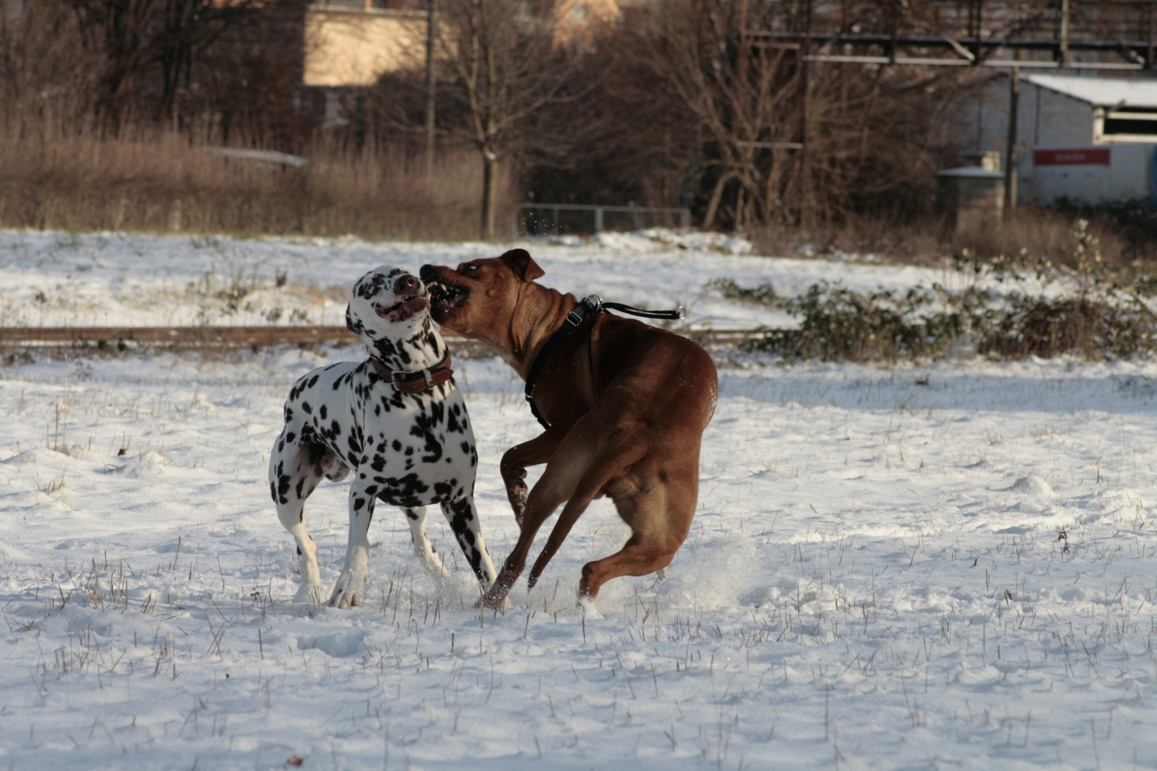 Goethe und Lilly