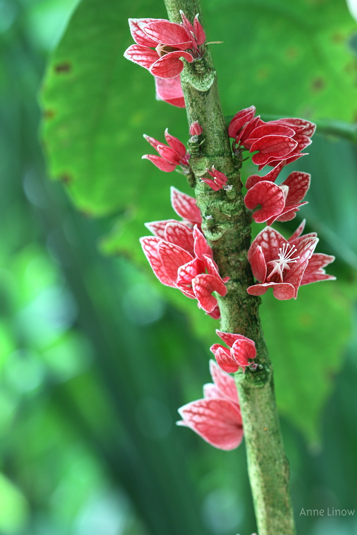 Goethea cauliflora