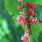 Goethea cauliflora