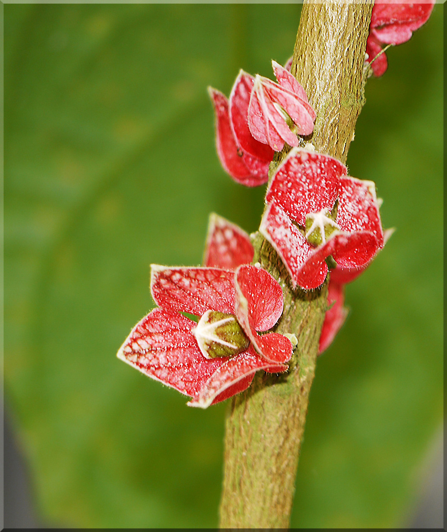 Goethea cauliflora