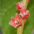 Goethea cauliflora