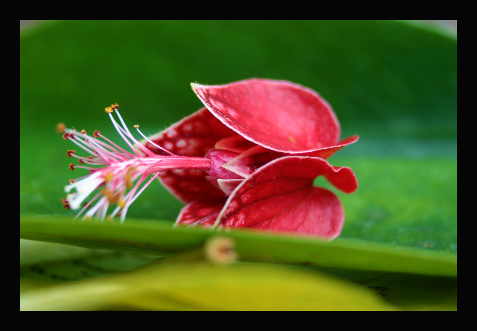 Goethea cauliflora