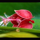 Goethea cauliflora