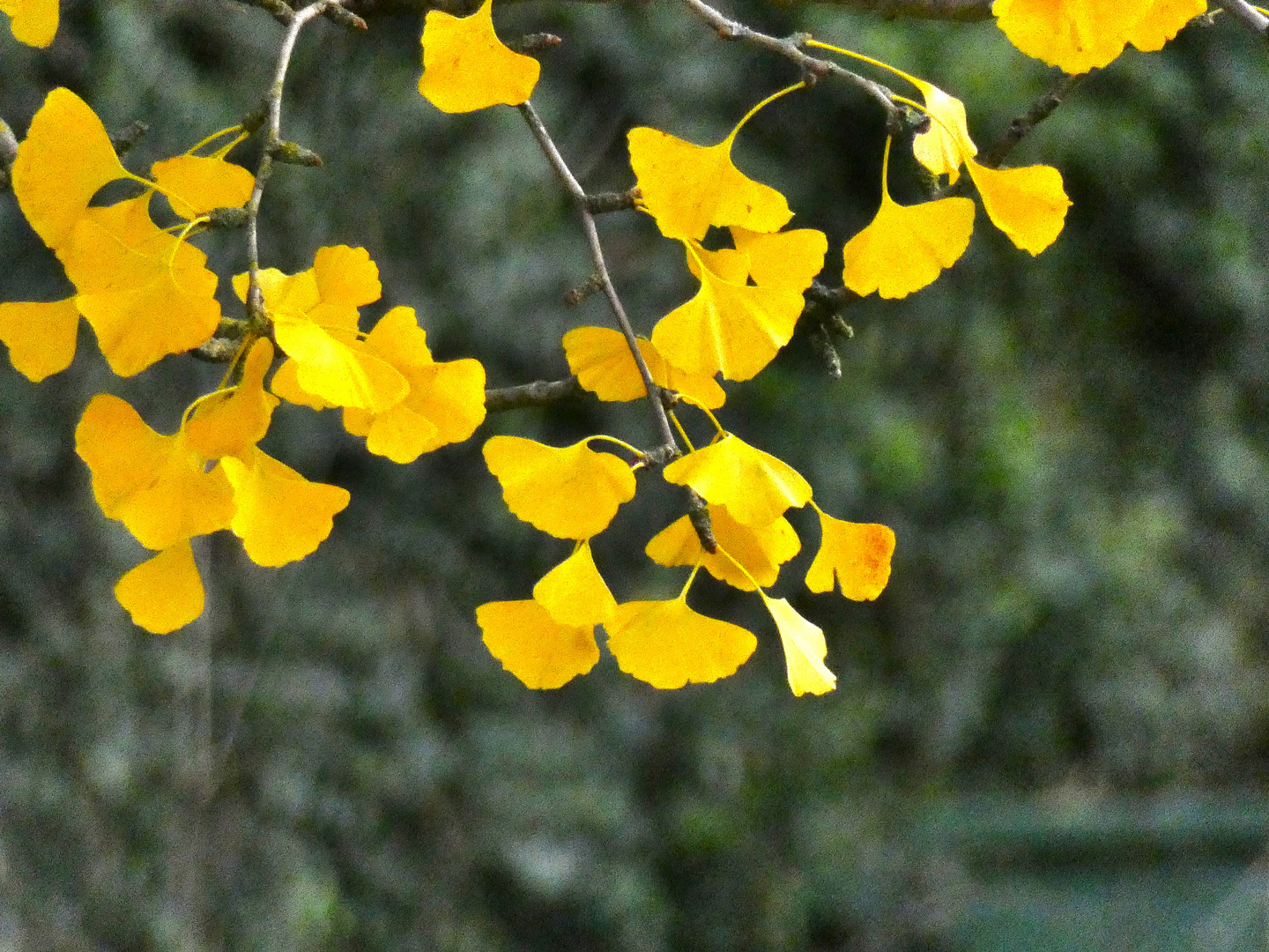 Goethes Baum (Ginkgo biloba)