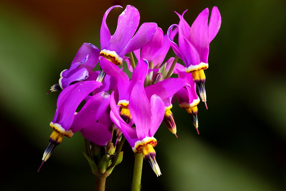 Götter od. Sterschnuppenblume