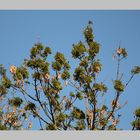 Götterbaum im Frühling