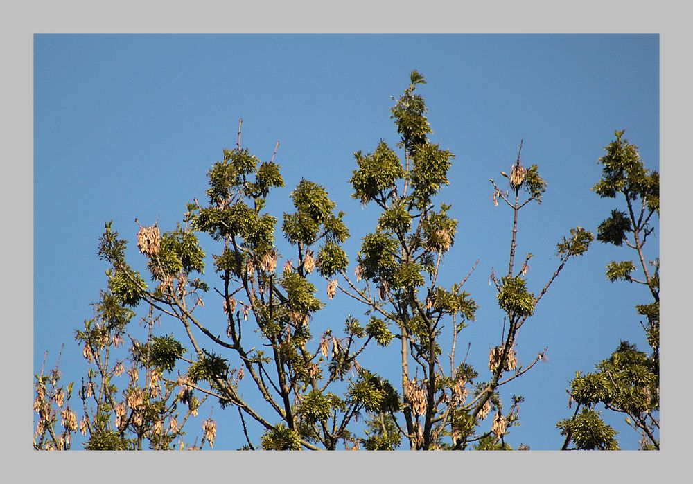 Götterbaum im Frühling Foto & Bild landschaft, garten