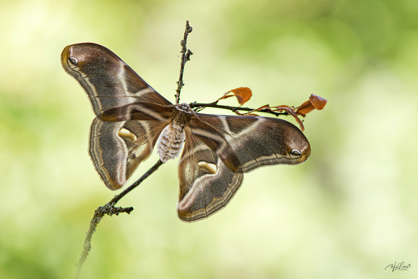 Götterbaum-Spinner