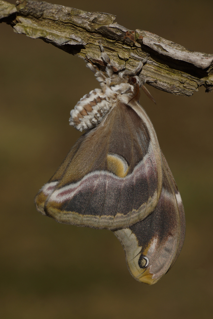 Götterbaum-Spinner (Samia c. ricini)