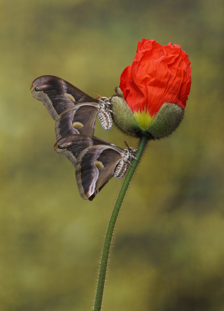 Götterbaum-Spinner (Samia c. ricini)