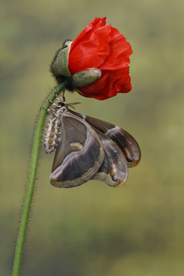 Götterbaum-Spinner (Samia c. ricini) 