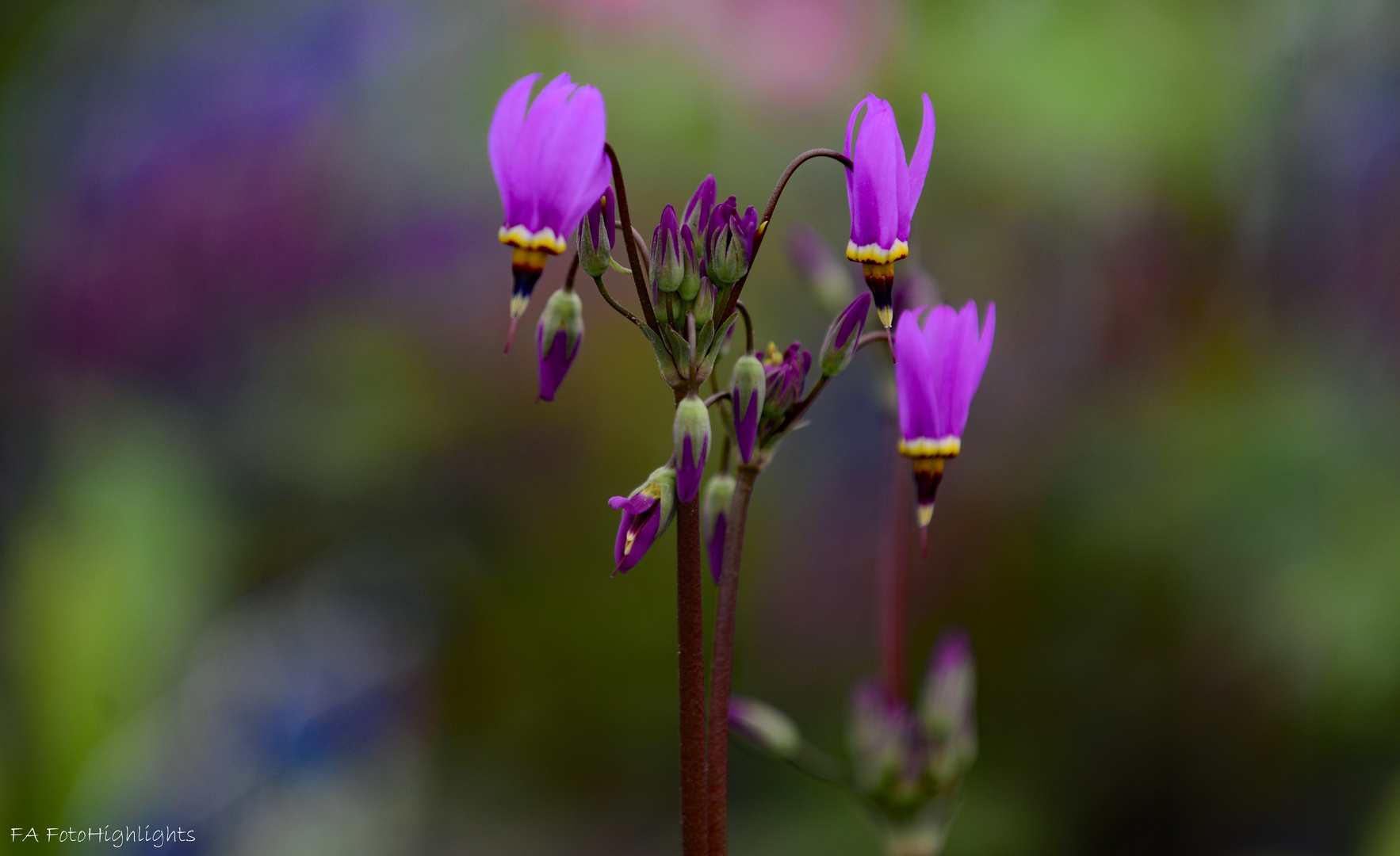 Götterblume,Dodecatheon Meadia