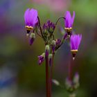 Götterblume,Dodecatheon Meadia