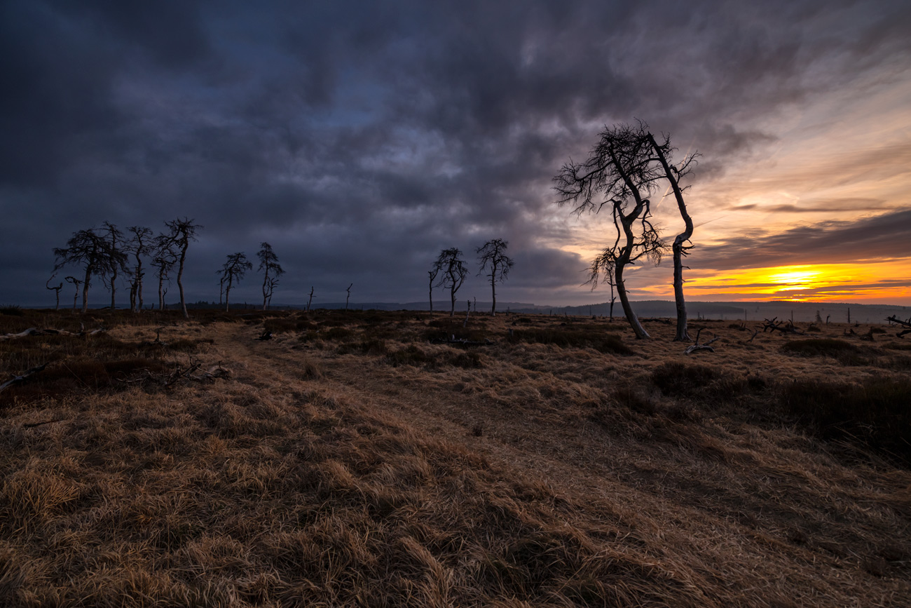 Götterdämmerung am Geisterwald