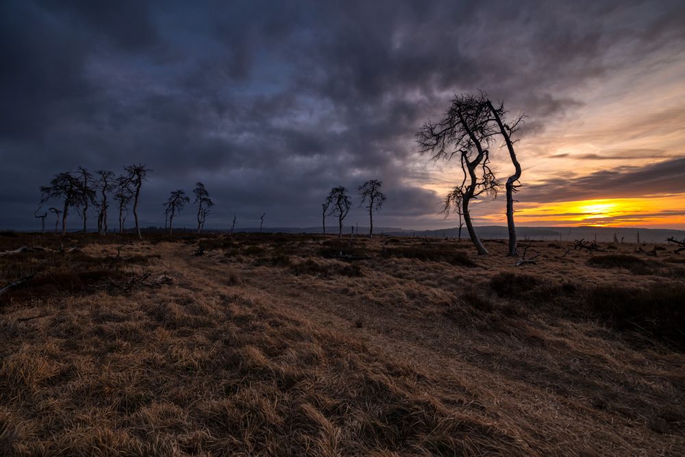 Götterdämmerung am Geisterwald