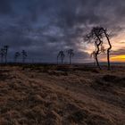 Götterdämmerung am Geisterwald