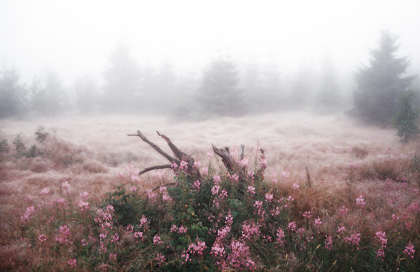 Göttererwachen. Die Natur im mystischen Nebel / Elisabeth Stanzer