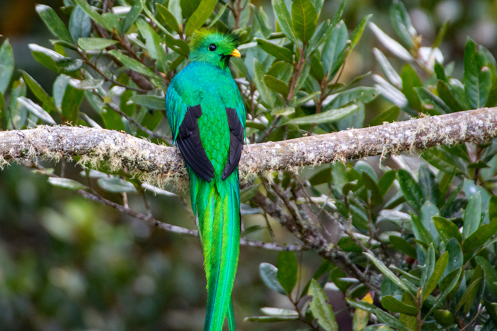 Göttervogel - Quetzal (2)