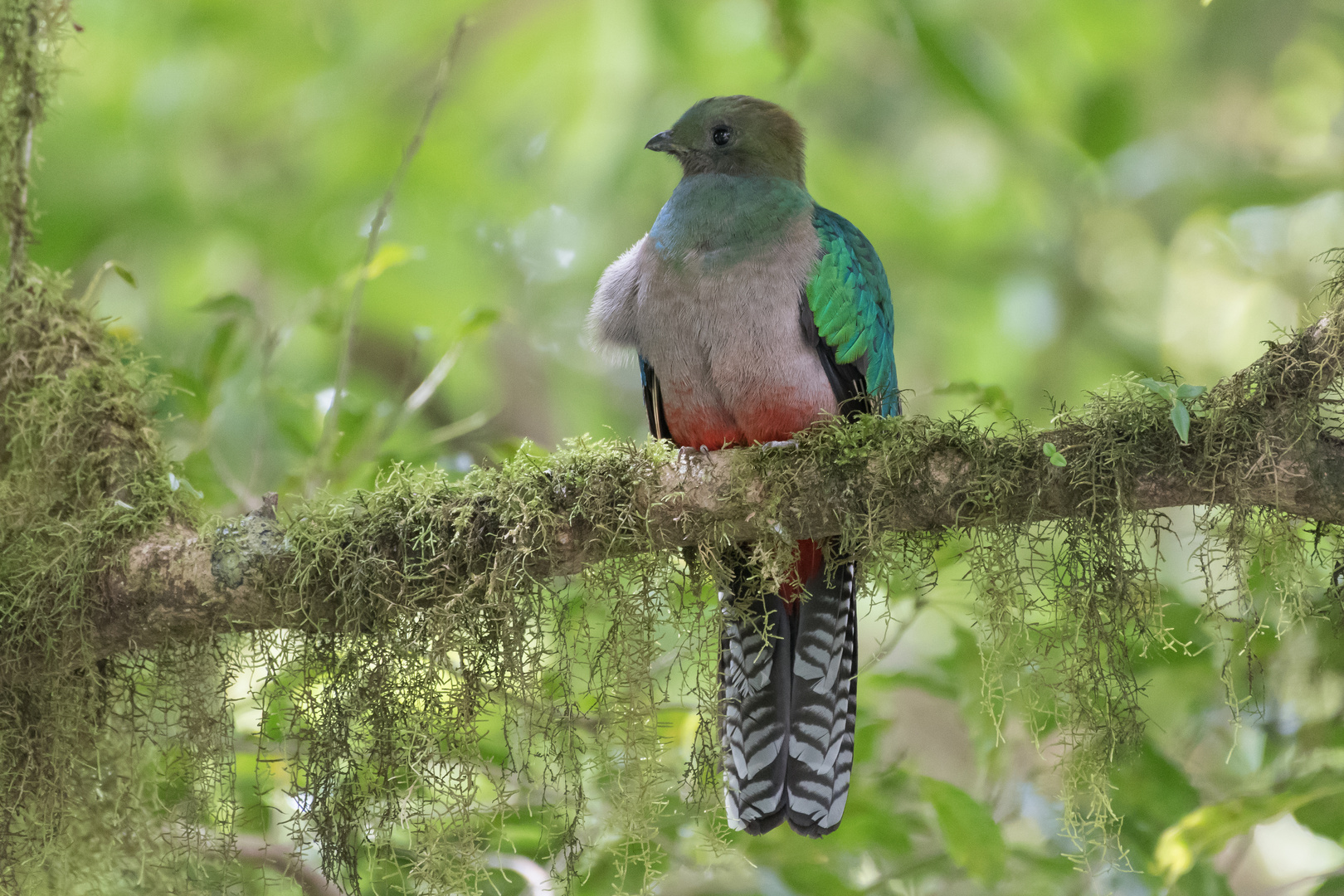 Göttervogel - Quetzal - female