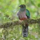 Göttervogel - Quetzal - female