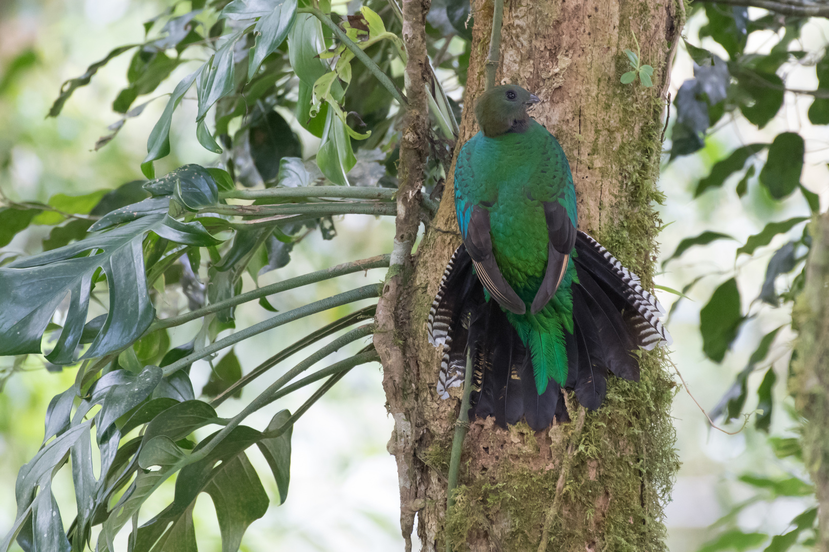 Göttervogel - Quetzal - female