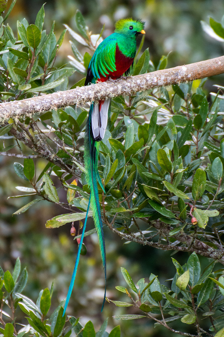"Göttervogel" - Quetzal in Gerardo de Dota, Costa Rica 