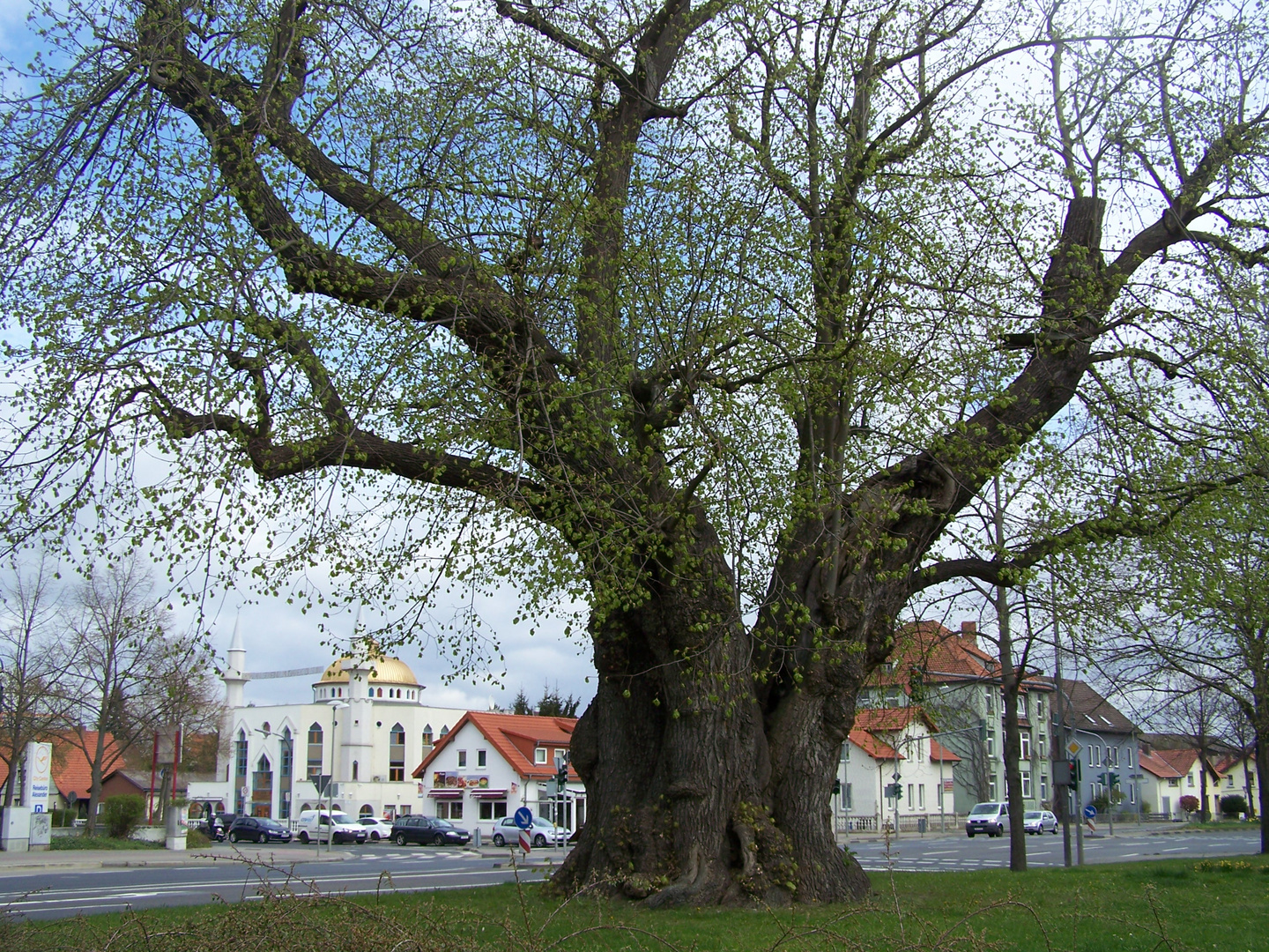 Göttingen Gerichtslinde Frühjahr 2015