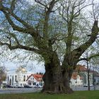 Göttingen Gerichtslinde Frühjahr 2015