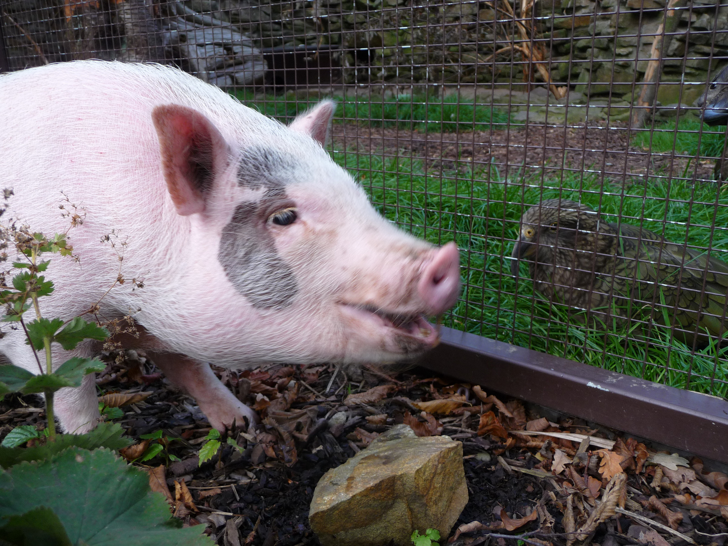 Göttinger Minipig Rocky entdeckt den Tierpark