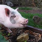 Göttinger Minipig Rocky entdeckt den Tierpark