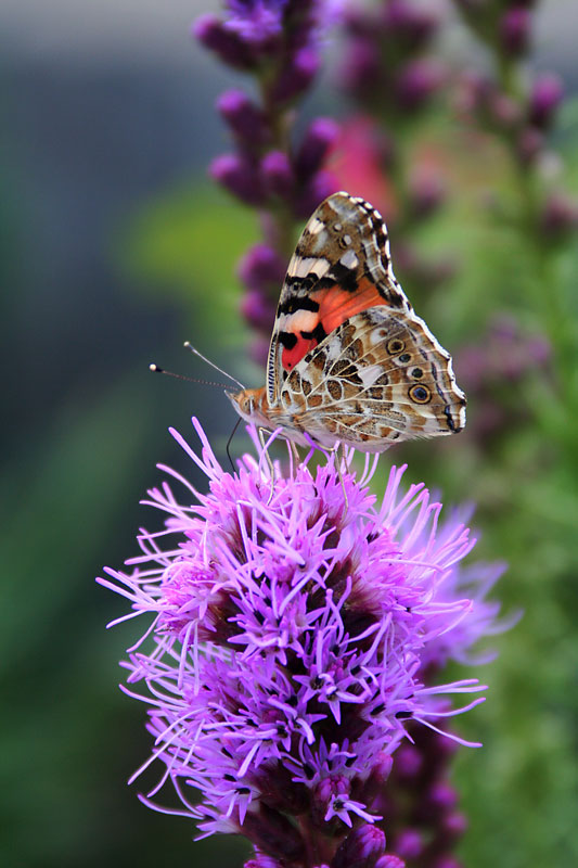 Göttliche Nahrung 1 Foto &amp; Bild | tiere, wildlife, schmetterlinge ...