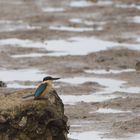 Götzenliest (Todiramphus sanctus) im tropischen Norden von Australien.