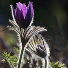 Gogaloazn im Morgenlicht