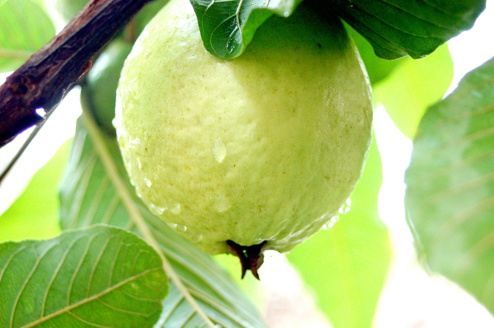 Goiaba branca/white guava