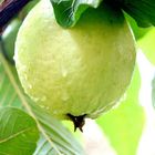 Goiaba branca/white guava