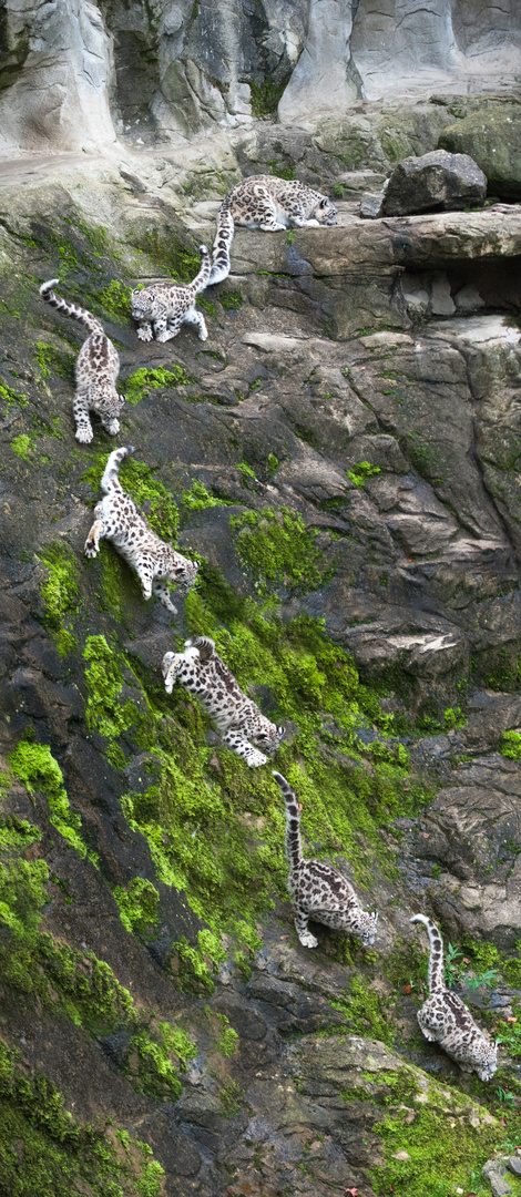 Going Down! (Schneeleopard Mohan, Zoo Zürich)