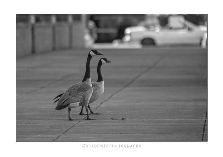 Going For A Walk 