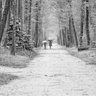 going for a walk after the autumn storms