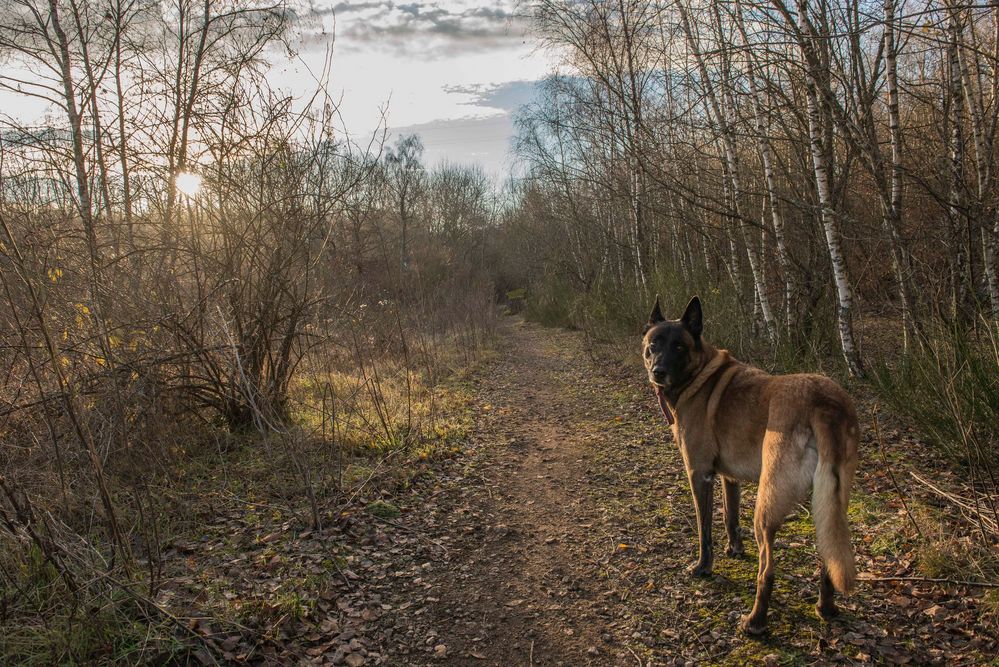 going home Foto & Bild | tiere, haustiere, hunde Bilder auf fotocommunity