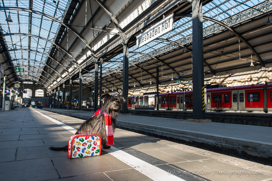 Going home for Foto & Bild | tiere, haustiere, hunde Bilder auf