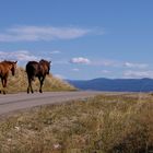 Going Home-Okanagan BC Canada s