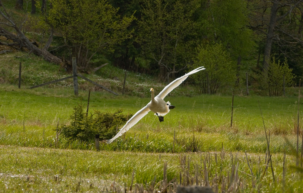 Going in for landing 1