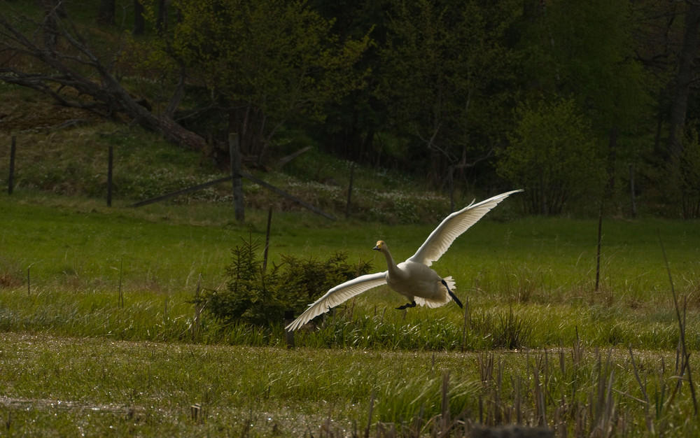 Going in for landing 2