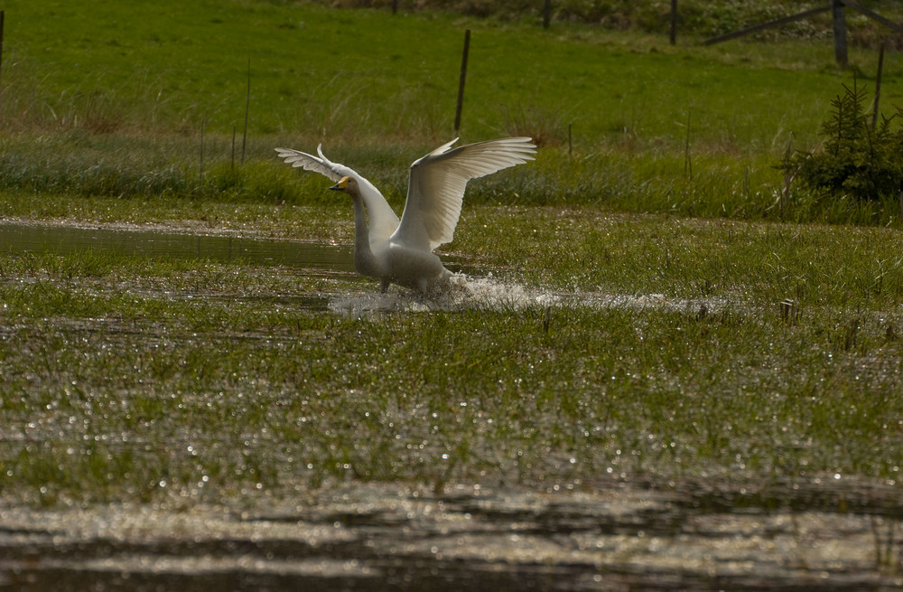 Going in for landing 4